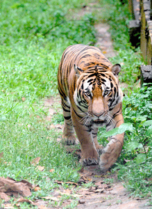 Know Things To Do In Ranthambore For Wild Adventure